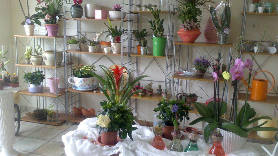 Iris - Flower shop
