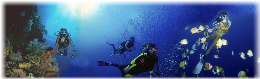 Mediterrenean Frogs - Sea Sports