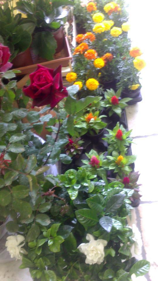 Iris - Flower shop